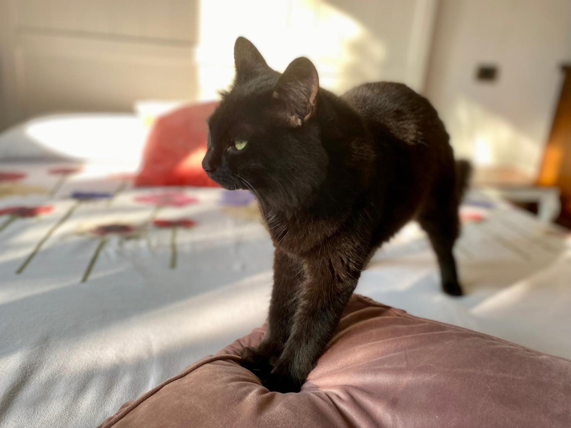 The Luxory Cat Couette-café