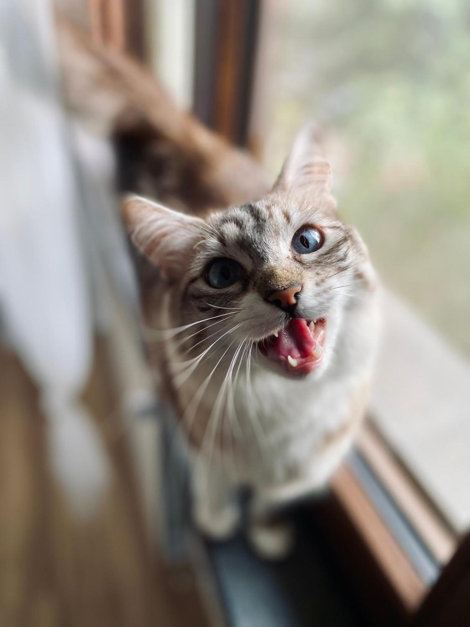Couette-café The Luxory Cat *