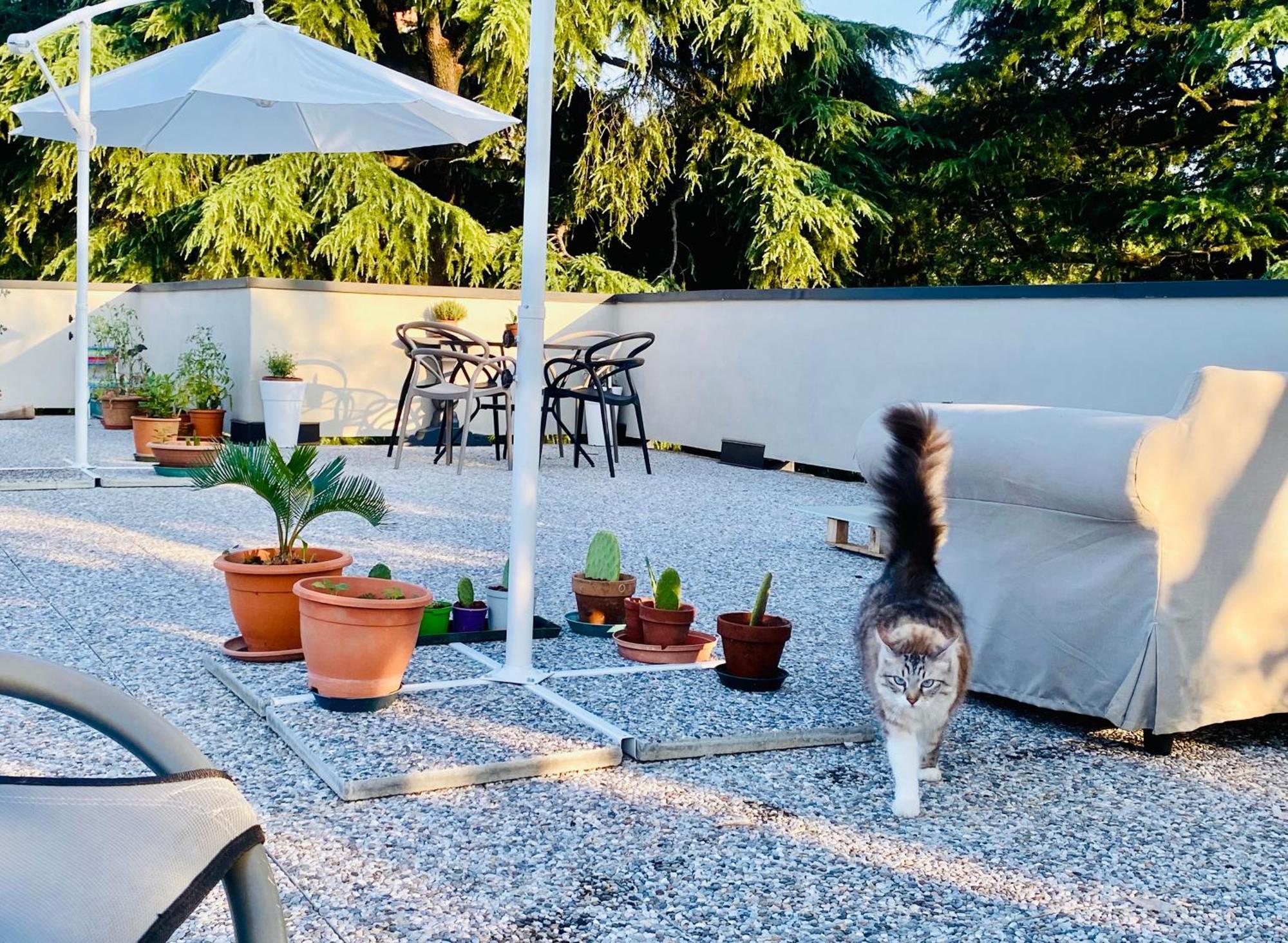 The Luxory Cat Couette-café Milan