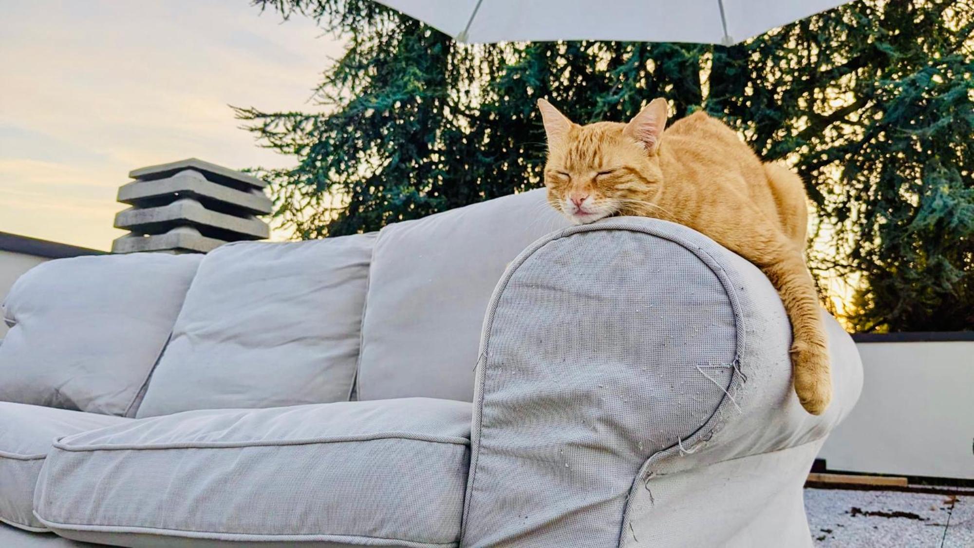 Couette-café The Luxory Cat